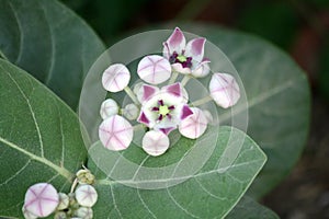 King\'s crown (Calotropis procera) with lavender-coloured flowers and buds : (pix Sanjiv Shukla) photo