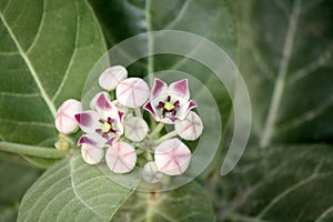 King\'s crown (Calotropis procera) with lavender-coloured flowers and buds : (pix Sanjiv Shukla) photo