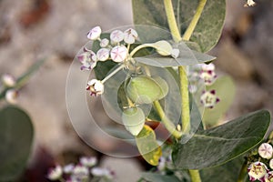 King\'s crown (Calotropis procera) with flowers, buds and seed pods : (pix Sanjiv Shukla) photo