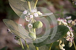 King\'s crown (Calotropis procera) with flowers, buds and seed pods : (pix Sanjiv Shukla) photo