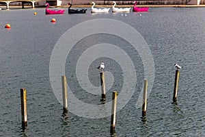 King\'s Gardens and Marine Lake with bridges and nature Southport, UK