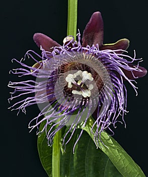 King`s Grenadille, Passiflora quadrangularis