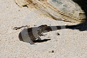 King`s Skink Lizard - Rottnest Island