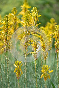 King`s spear, Asphodeline lutea, flowering plants in the sun