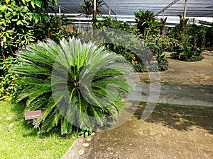 King sago palm tree