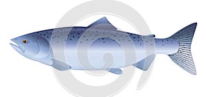 King Salmon photo