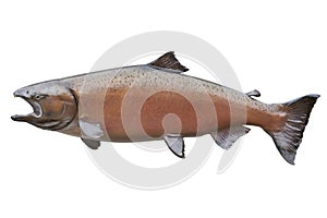 King salmon in blush color isolated on white