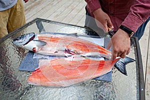 A King Salmon Chinook is being fillet on a table. photo