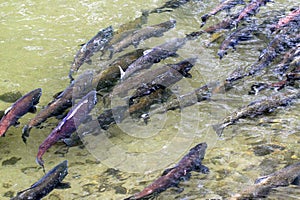 King Salmon Spawning photo