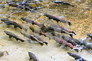 King Salmon Spawning photo