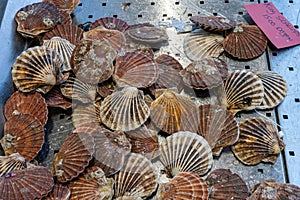 King scallops for sale at a market