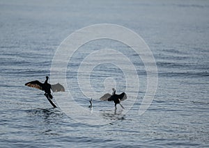 King Shags drying their wings at dawn