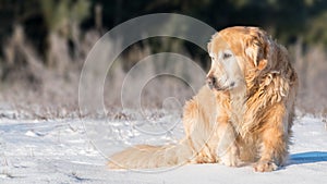 `The King` sitting on the snow