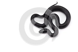 King snake isolated on white