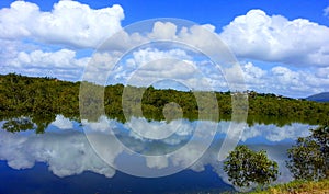 A king tide reflections views in mangroves.