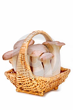 King trumpet. Fresh mushrooms in a basket.