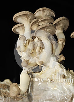 King trumpet mushroom