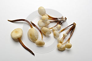 King trumpet mushroom, french horn mushroom