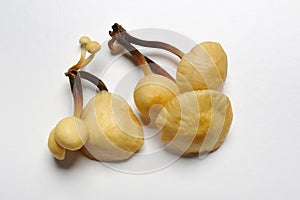 King trumpet mushroom, french horn mushroom