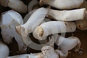 King trumpet mushroom, Pleurotus eryngii