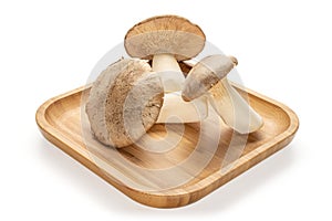 King trumpet mushroom  on white