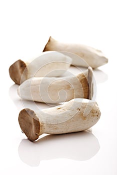 King trumpet mushrooms (Pleurotus eryngii)