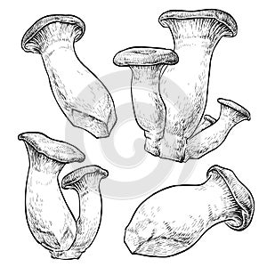 King Trumpet set. Vector illustration of mushrooms champignons on white background.