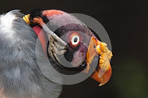 King Vulture