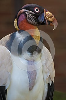 King Vulture