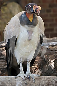 King Vulture