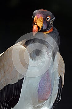 King Vulture