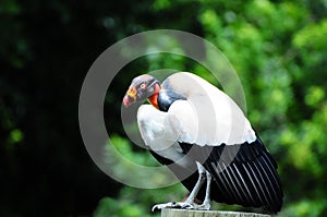 King Vulture