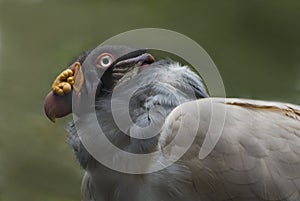 King Vulture