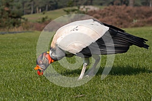 King Vulture