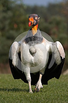 King Vulture