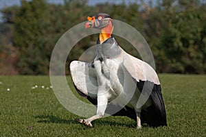 King Vulture