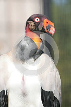 King vulture