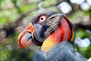 King vulture photo