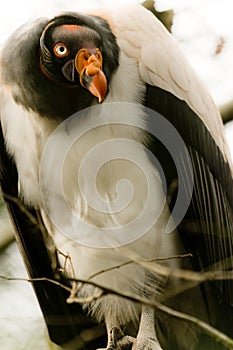 King vulture