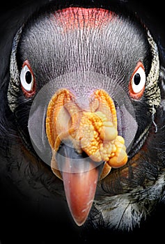 King Vulture