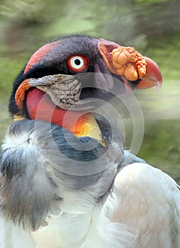 King Vulture