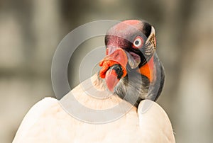 King Vulture Close Up