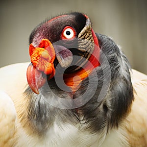 King Vulture Close Up