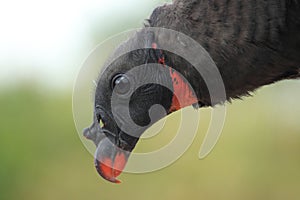 King vulture