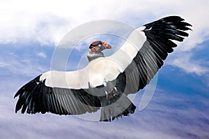 King vulture in flight (Sarcoramphus papa) photo