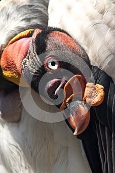 King Vulture Head