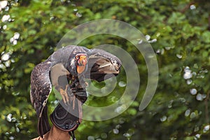 King vulture, a large bird found in Central and South America. Portrait