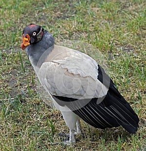 King vulture 1
