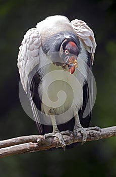 King vulture 2