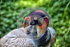 King vulture